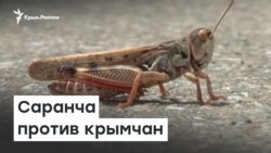 Саранча против крымчан | Радио Крым.Реалии