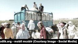Өзбекстанда бийлик жыл сайын карапайым калкты пахта талааларында иштөөгө мажбурлайт. 