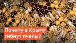 Пчелиный мор добрался до Крыма | Радио Крым.Реалии