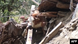 This photograph shows a dead cow trapped under the debris of a damaged buildings in the aftermath of an earthquake, in the Nurgal district of Kunar Province, on September 4, 2025.