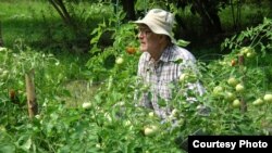 Сквозь листву не сразу разглядишь спелые помидоры