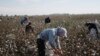 Recent complaints from hundreds of Uzbeks around the country indicate that forced labor is continuing in Uzbekistan’s cotton sector. (file photo)